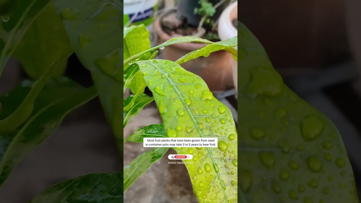 5 Essential Tips Related To Gardening|बागवानी के लिए 5 जरूरी टिप्स|#ashasgardenstory#shorts 5 Essential Tips Related To Gardening|बागवानी के लिए 5 जरूरी टिप्स|#ashasgardenstory#shorts