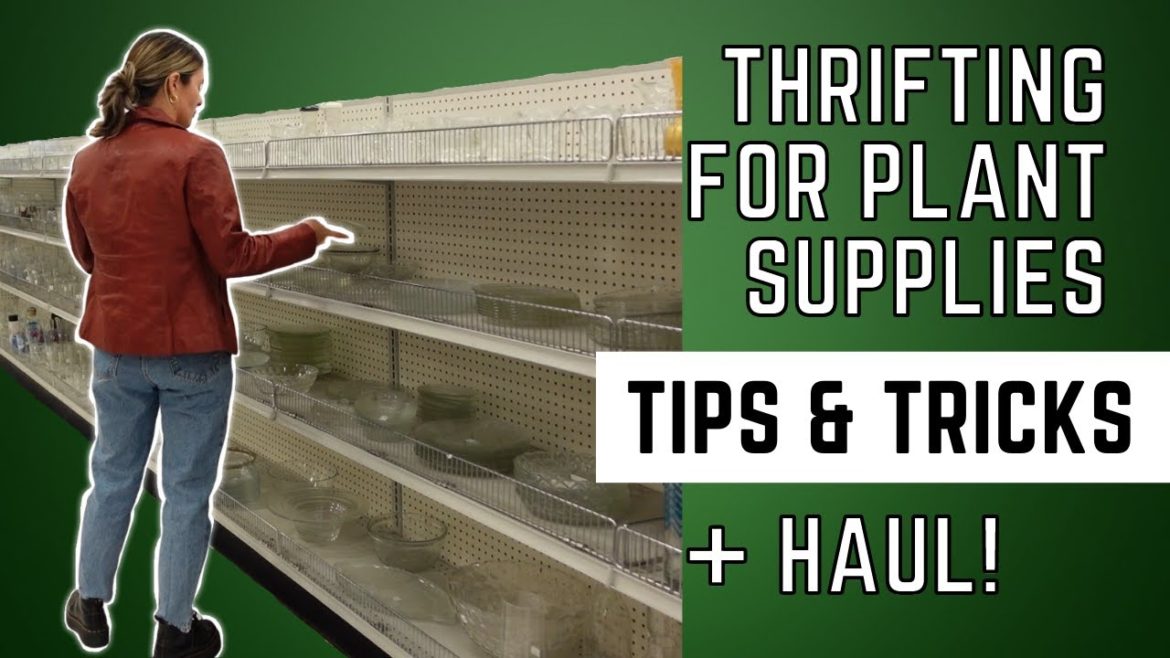 How to Display Beautiful Houseplants on a Budget! | Thrifted Plant Supplies & Decor