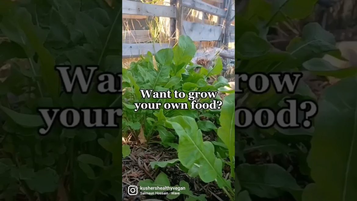 Start growing your own food! #shorts #growingfood #gardeningforbeginners Start growing your own food! #shorts #growingfood #gardeningforbeginners