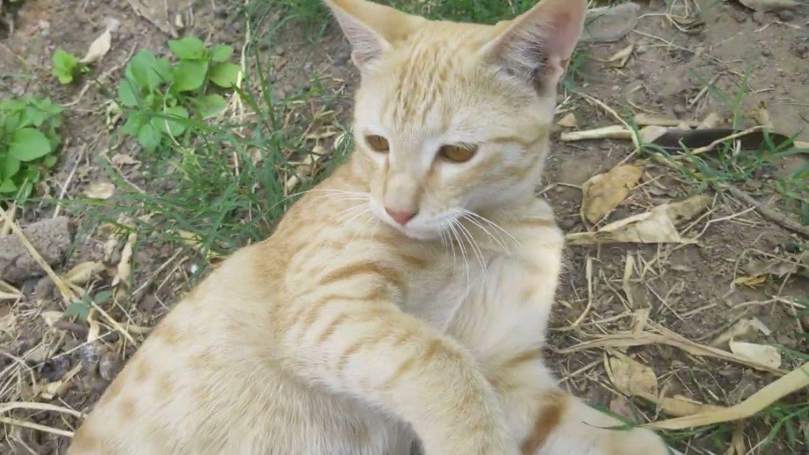 Cute Cat's playing at Backyard Garden 🐈🐱 #meow #kitty #catslover #catvideo #village #animallover