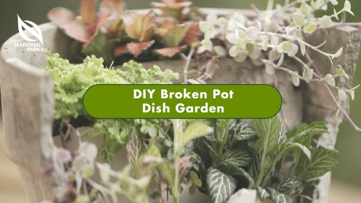 DIY Broken Pot Dish Garden | SustainableFest 2022 DIY Broken Pot Dish Garden | SustainableFest 2022