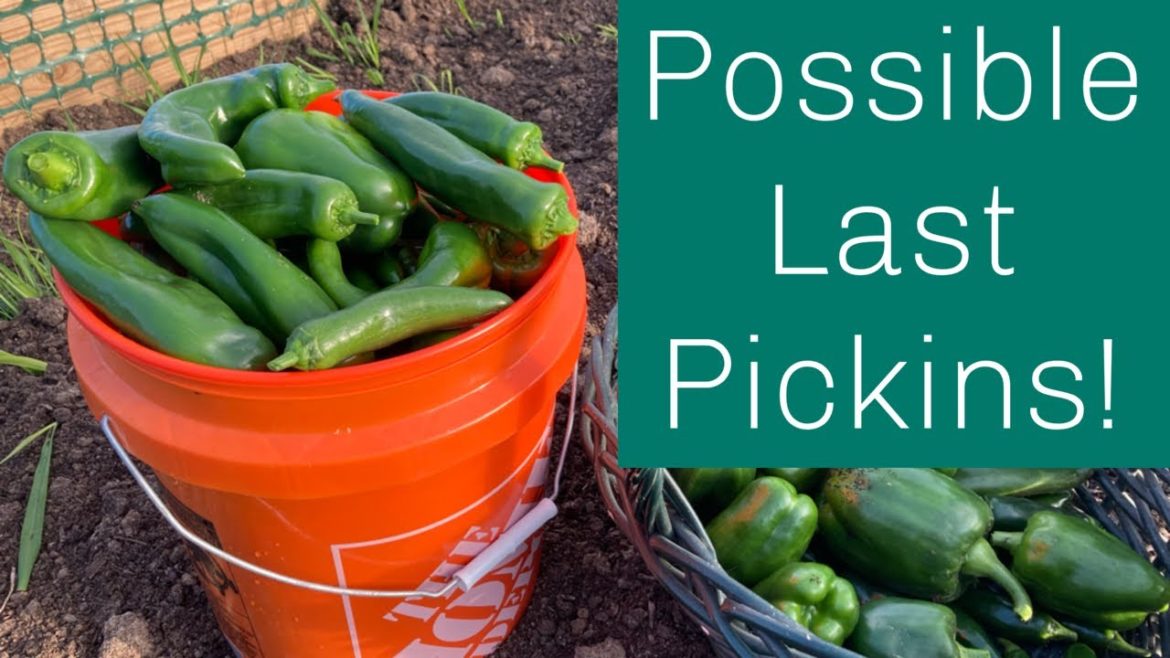 Record low temperatures expected! Last minute thoughts on preparing!