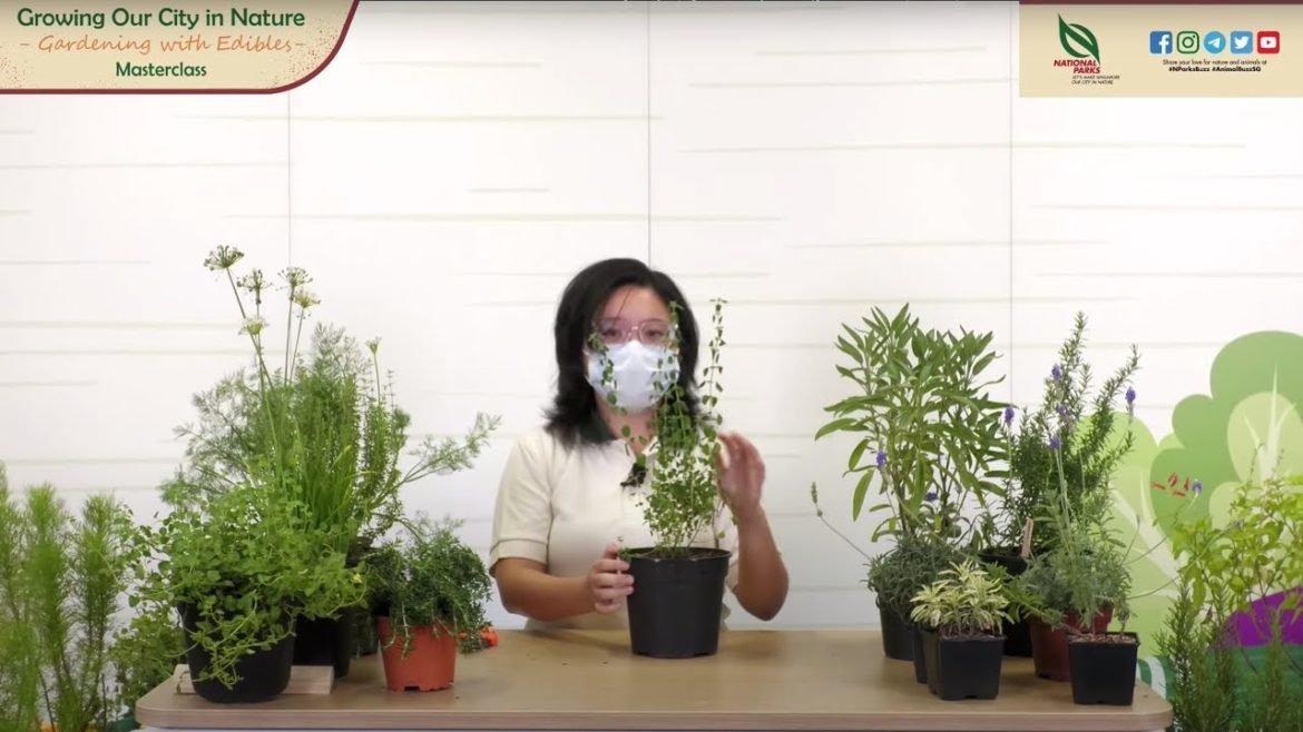 Gardening Masterclass: Growing Mediterranean Herbs Gardening Masterclass: Growing Mediterranean Herbs