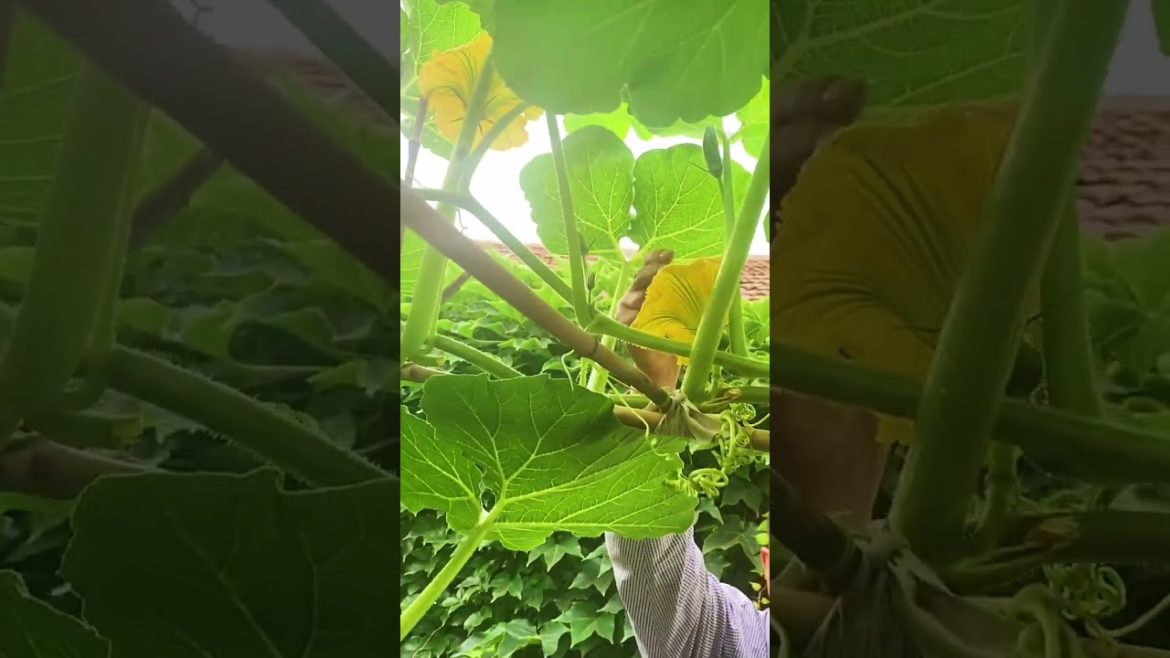 how to growth vegetable /gardening ideas for home how to growth vegetable /gardening ideas for home