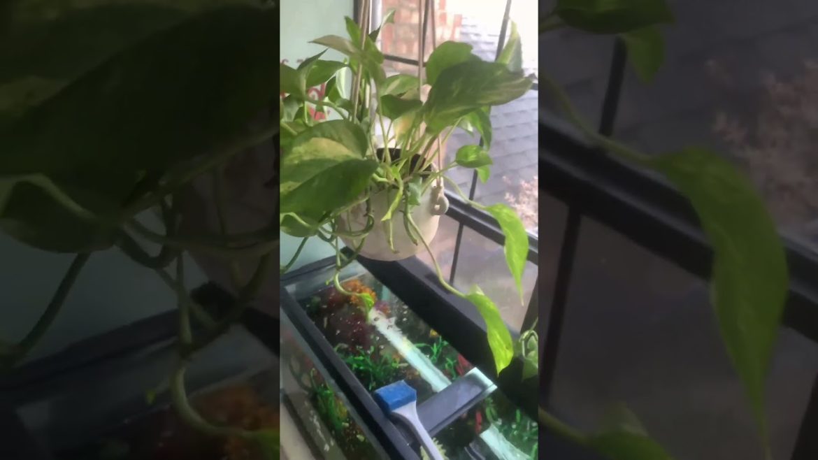 NEW Pathos UPDATE: Trending Gardening Tips & Ideas #shorts #trending #plants