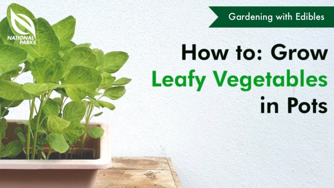 How to Grow Leafy Vegetables in Pots