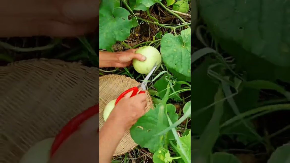 how to growth vegetable /gardening ideas for home how to growth vegetable /gardening ideas for home