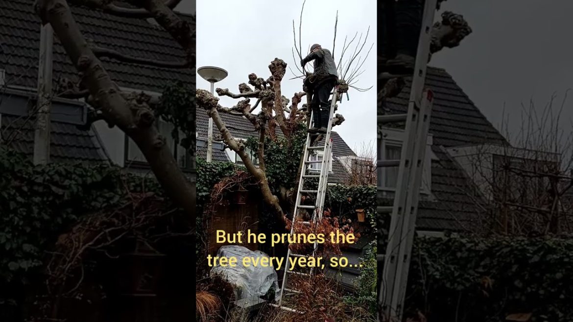 Annual pollarding of Walnut tree,#gardening, #garden, #tree, #pruning, @Orientalbackyardgarden