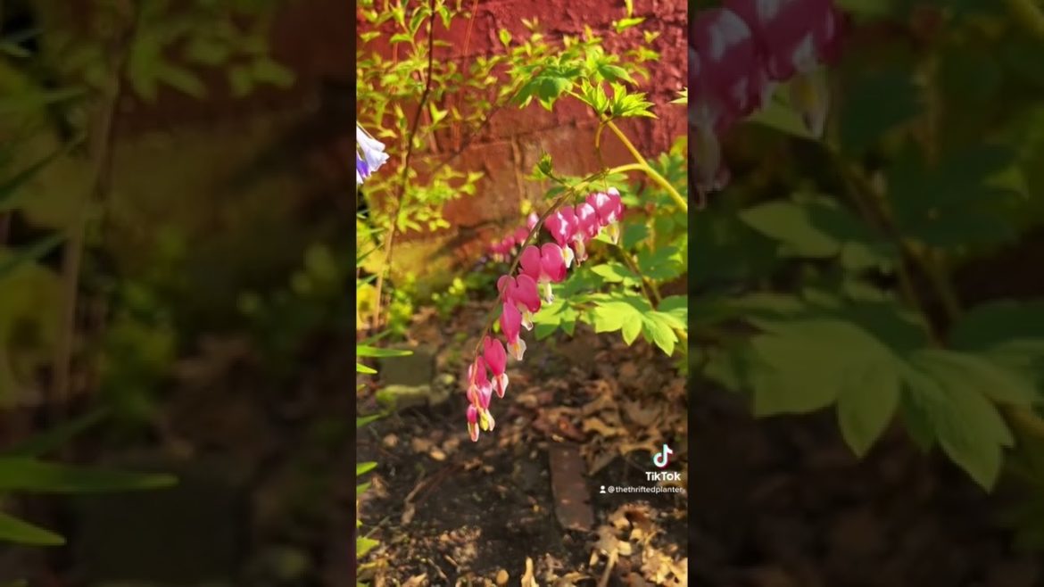 The garden was looking so pretty this morning | Garden Design