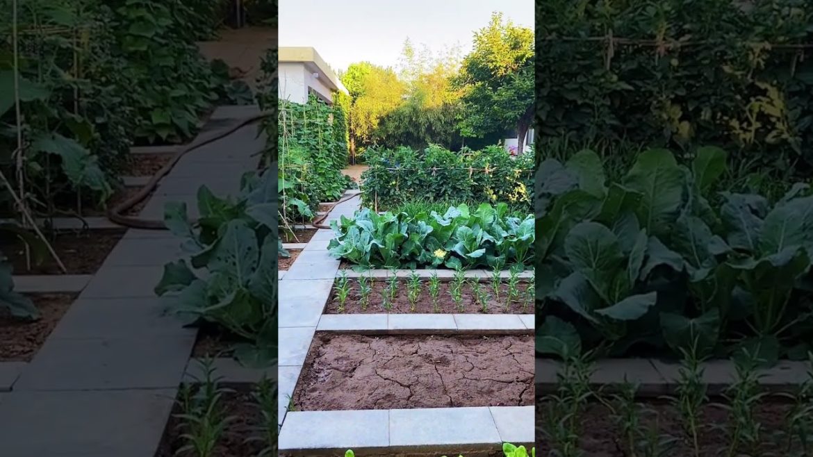 how to growth vegetable /gardening ideas for home