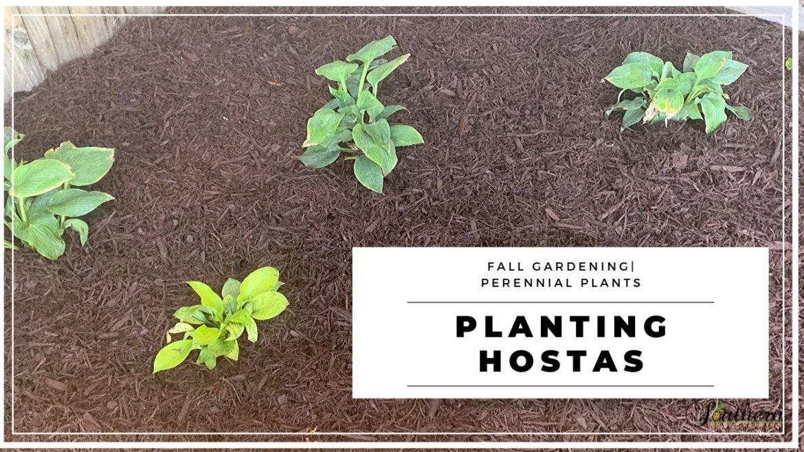 Planting Hostas|Fall Gardening|Perennial Plants|Fall Garden Tips Planting Hostas|Fall Gardening|Perennial Plants|Fall Garden Tips