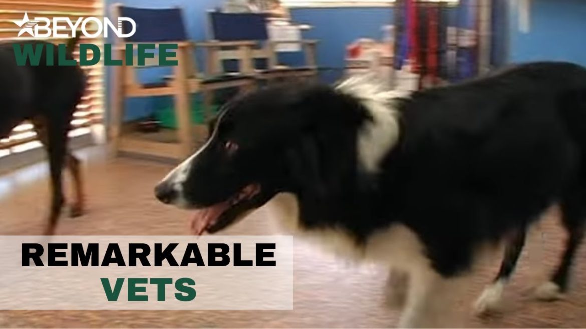 Poor Billy Takes A Shot In The Ear | Remarkable Vets | S1E09 | Beyond Wildlife Poor Billy Takes A Shot In The Ear | Remarkable Vets | S1E09 | Beyond Wildlife