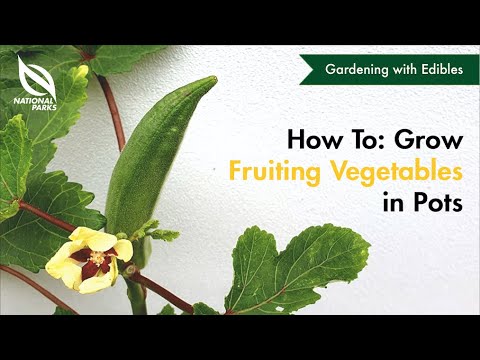 How to Grow Fruiting Vegetables in Pots How to Grow Fruiting Vegetables in Pots