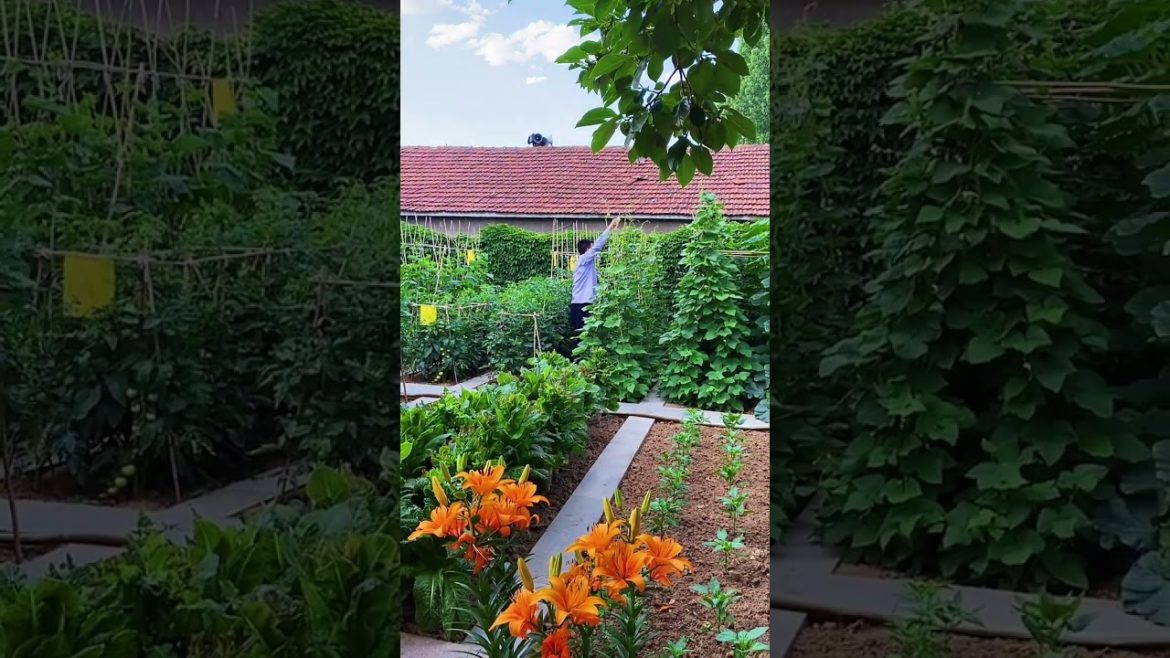 how to growth vegetable /gardening ideas for home