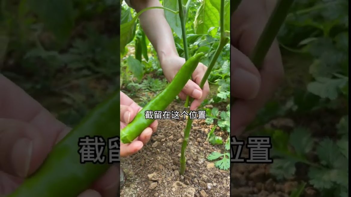 how to growth vegetable /gardening ideas for home how to growth vegetable /gardening ideas for home