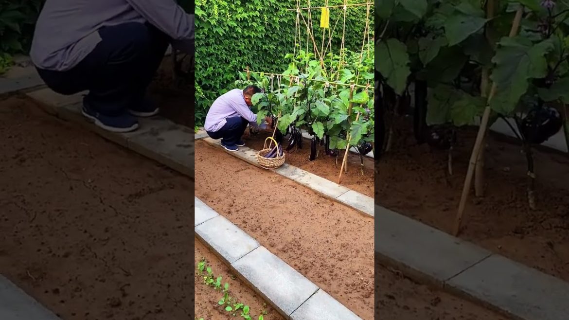 how to growth vegetable /gardening ideas for home