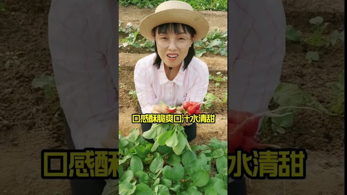 how to growth vegetable /gardening ideas for home