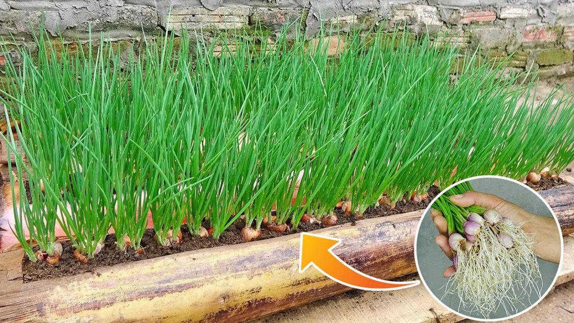 Wish I knew how to plant onions in this banana tree sooner, fragrant onions and quickly harvested