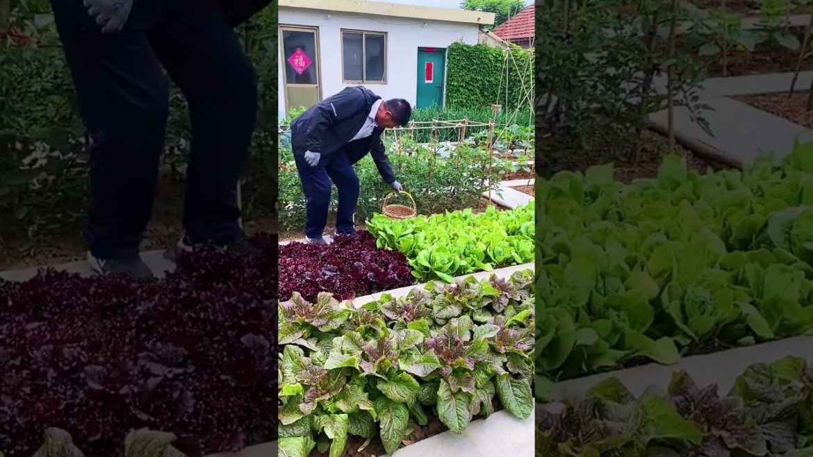 how to growth vegetable /gardening ideas for home