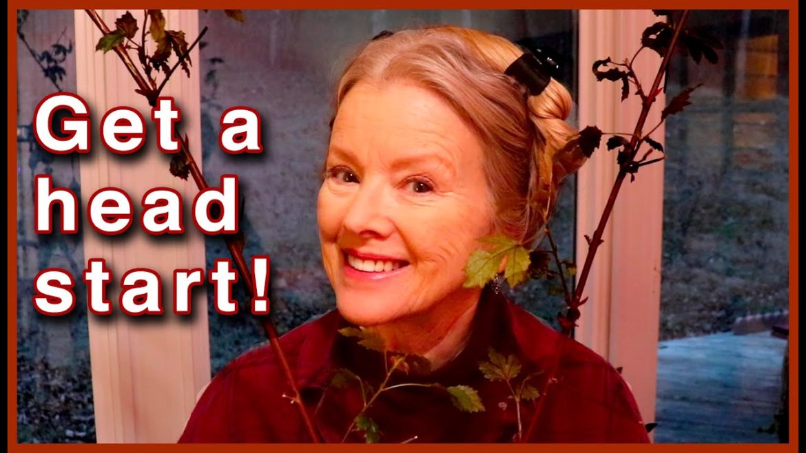 HOW TO PROPAGATE HIBISCUS | Cranberry Hibiscus!