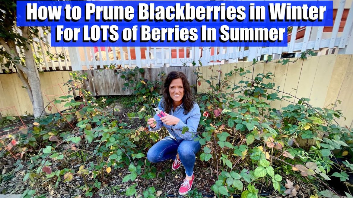 How to Prune Blackberries & Raspberries in Fall/Winter for Lots of Berries in Summer