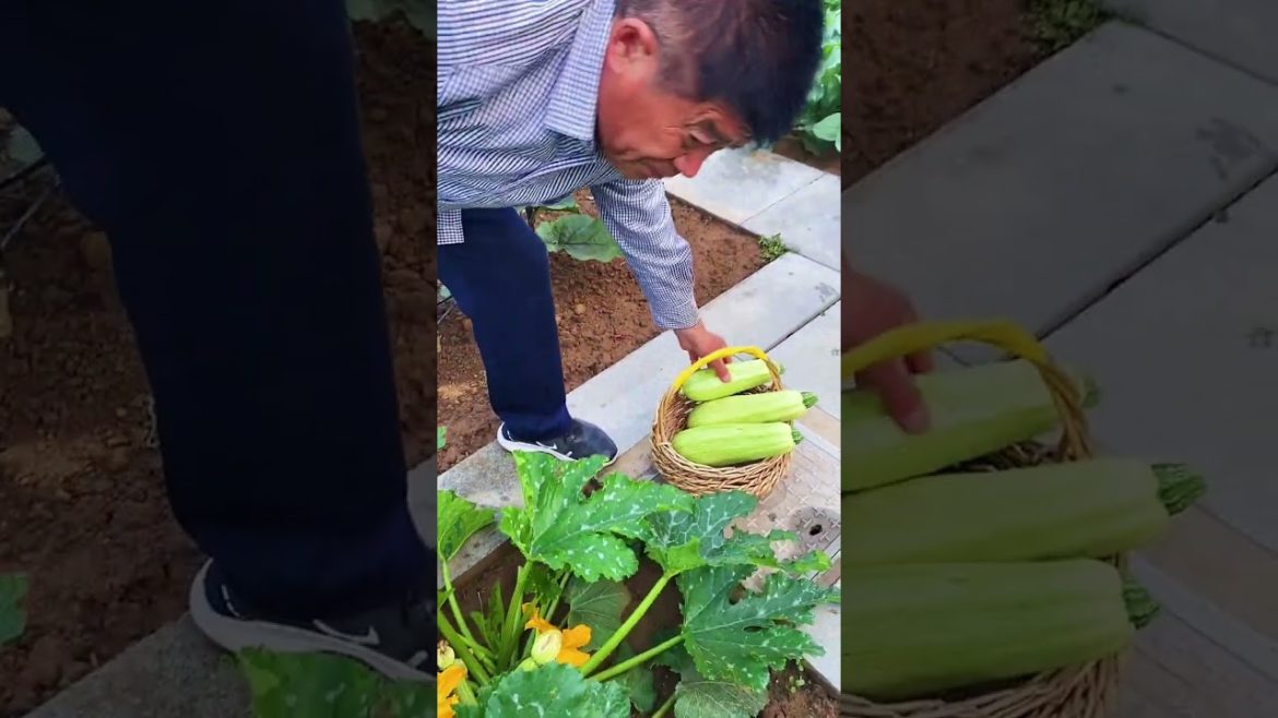 how to growth vegetable /gardening ideas for home