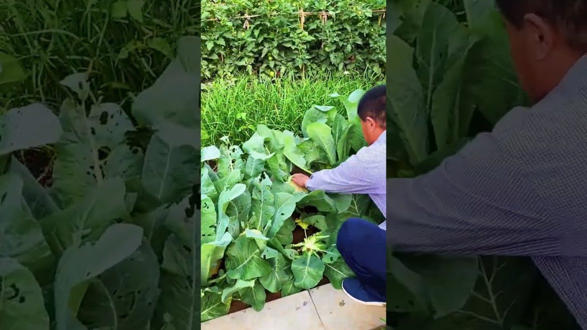 how to growth vegetable /gardening ideas for home