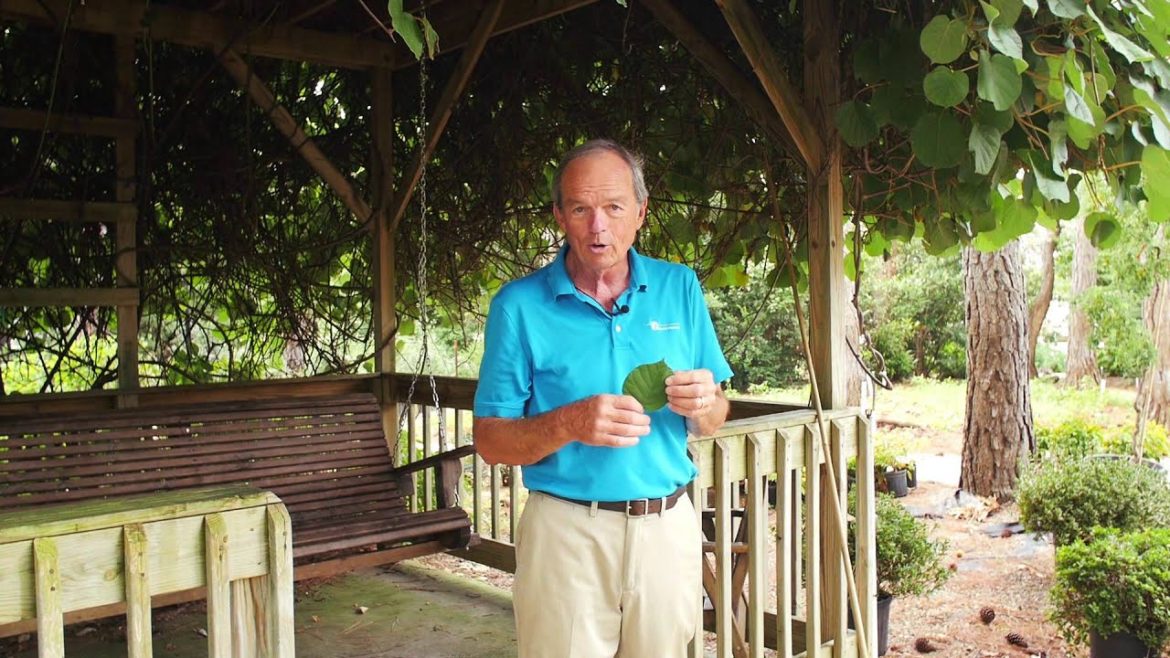 Garden Tips Kiwi Vines