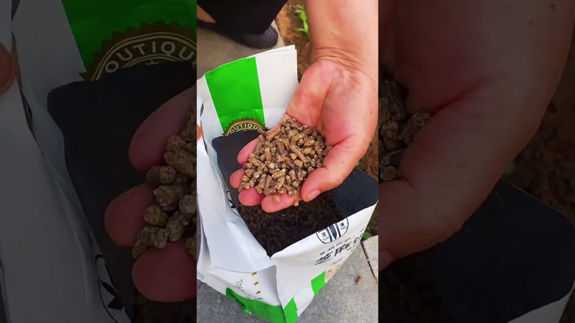 how to growth vegetable /gardening ideas for home