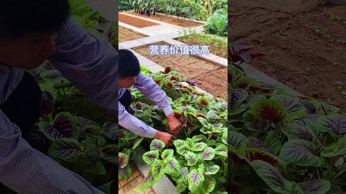 how to growth vegetable /gardening ideas for home how to growth vegetable /gardening ideas for home