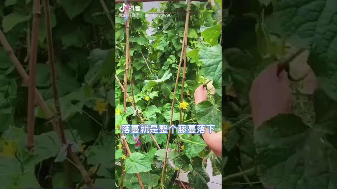 how to growth vegetable /gardening ideas for home how to growth vegetable /gardening ideas for home