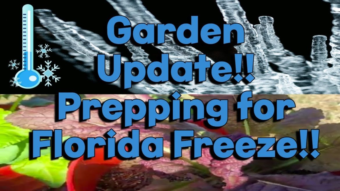 20 Degrees if FLORIDA!!! ARE YOU READY? GARDEN TOUR & MOTIVATION. 20 Degrees if FLORIDA!!! ARE YOU READY? GARDEN TOUR & MOTIVATION.