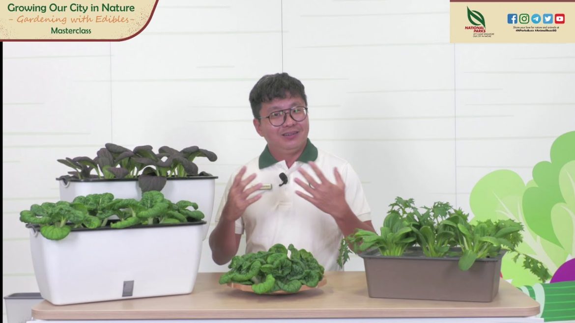 Gardening Masterclass: How To Grow Leafy Vegetables Gardening Masterclass: How To Grow Leafy Vegetables