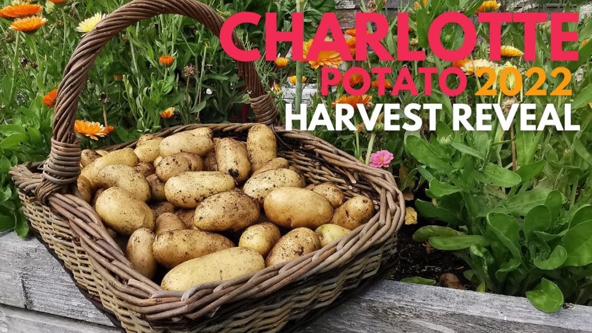 Container Gardening - Charlotte Potato Harvest Reveal