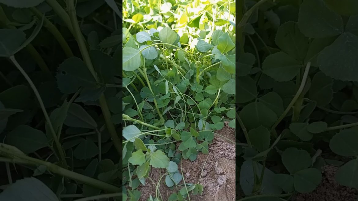 Fenugreek #shorts #youtubeshorts #short #viral #gardening