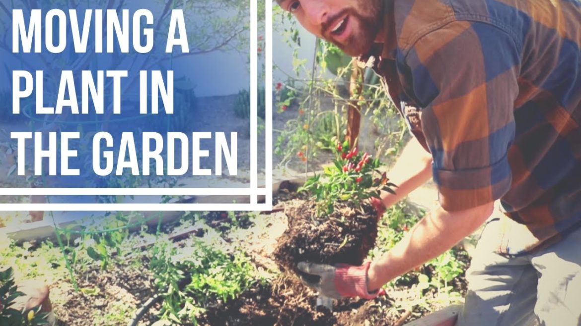 RELOCATING A PLANT IN AN EDIBLE GARDEN: Gardening advice for moving a plant in a container garden. RELOCATING A PLANT IN AN EDIBLE GARDEN: Gardening advice for moving a plant in a container garden.