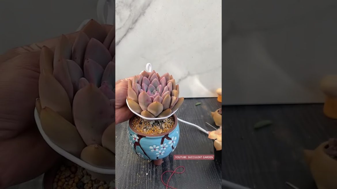 Tips for succulents