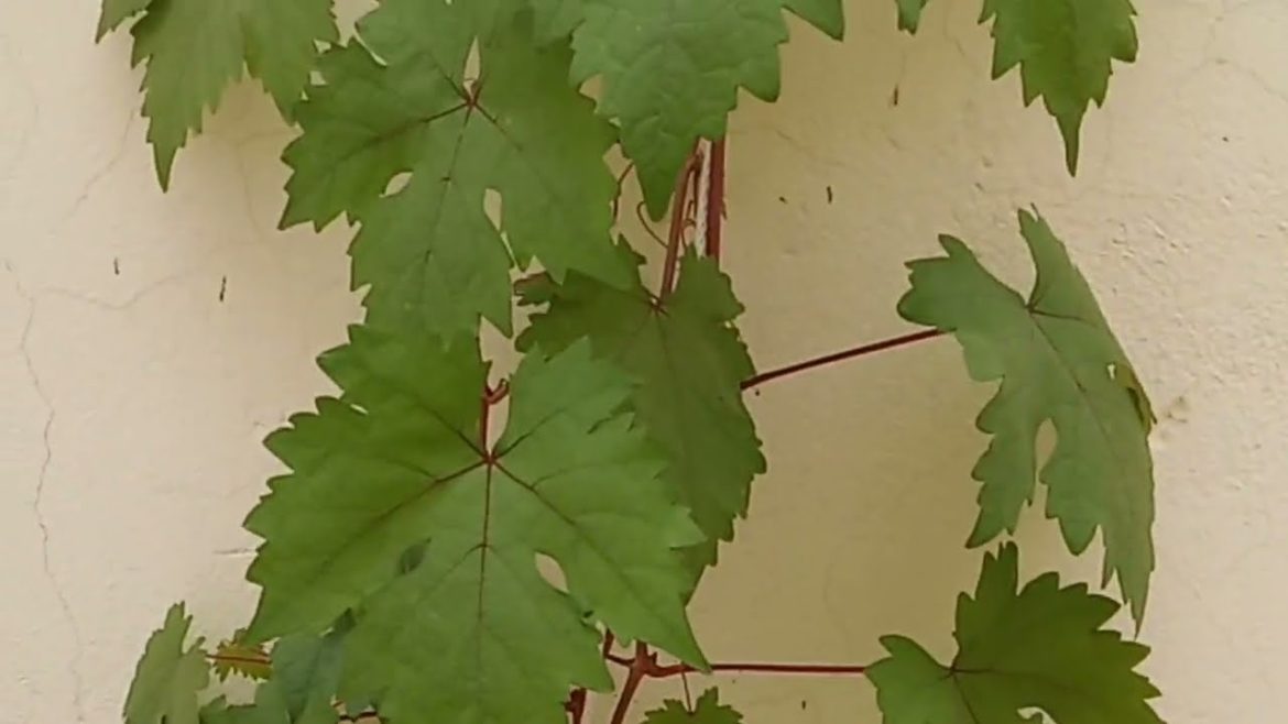 Gardening | Grapes plant in our house | How to grow grape plant in house