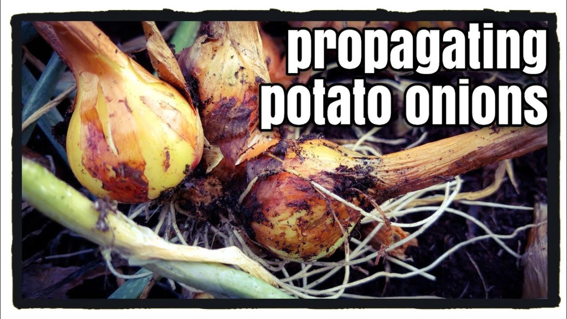 Propagating Potato Onions in Frontyard Container Garden Propagating Potato Onions in Frontyard Container Garden