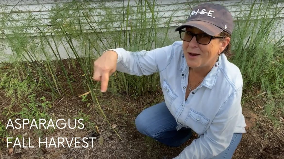 Asparagus Fall Harvest From My Edible Landscaping in Zone 8a – 7b (ish) Asparagus Fall Harvest From My Edible Landscaping in Zone 8a - 7b (ish)