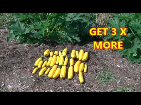 HOW To GET 3X More SQUASH in your Backyard Garden HOW To GET 3X More SQUASH in your Backyard Garden