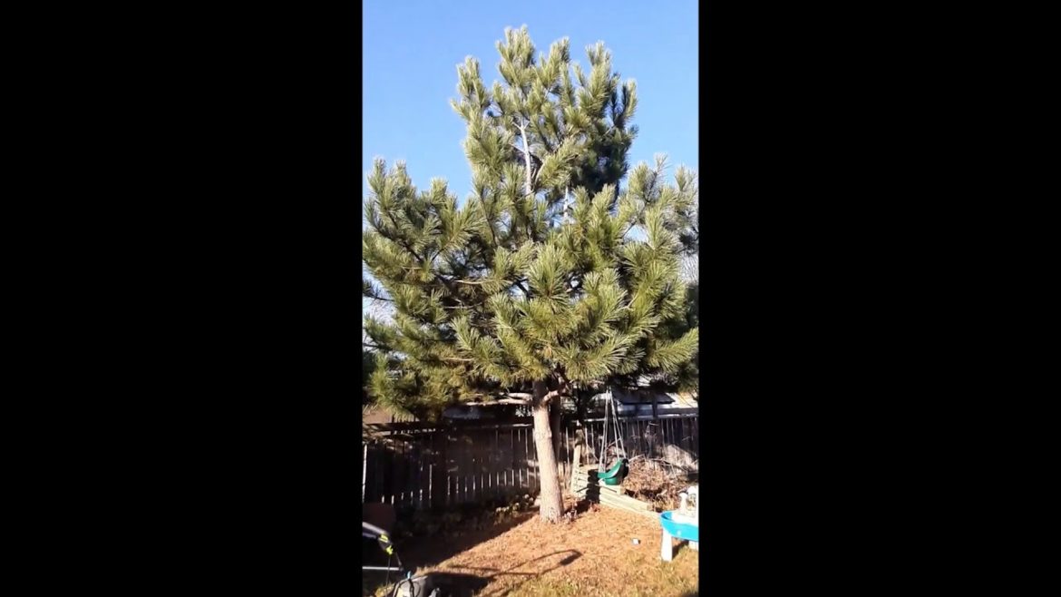 Backyard Edible Garden - Yard Tour - Part 2