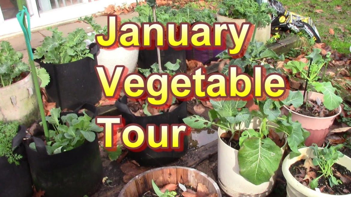 January Vegetable Container Garden Update and Garden Tour (2022)