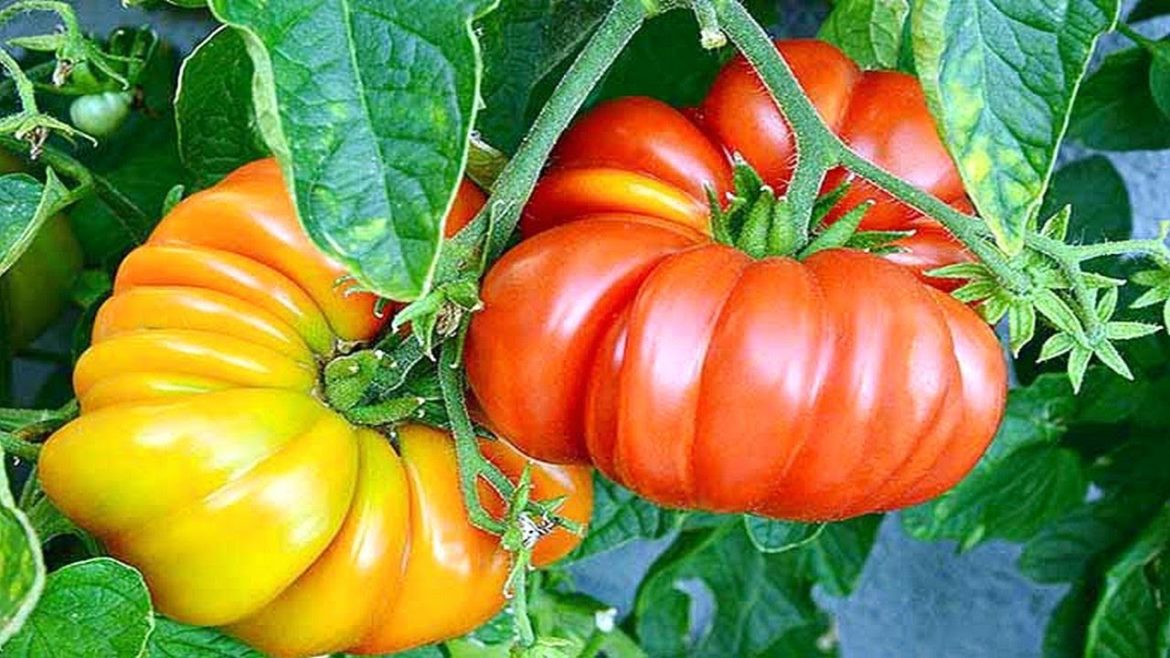 10 Amazing Tomato Varieties You Can Try Growing - Gardening Tips