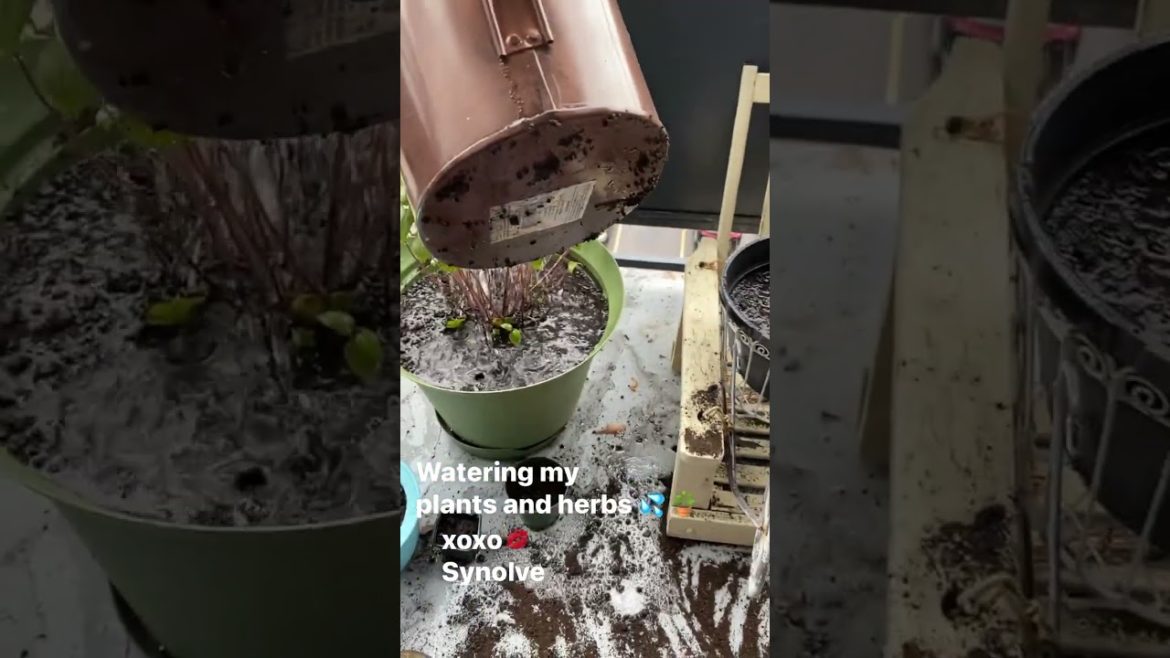 Plants Need Love Too! Watering My Herbs & Plants!