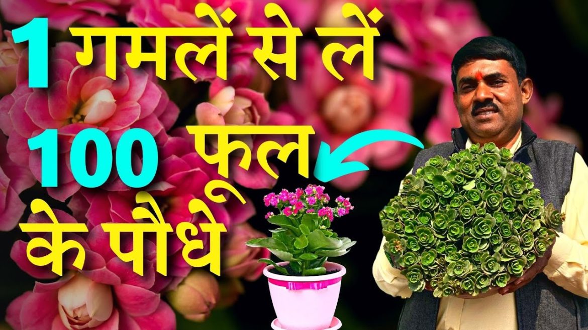 1 गमलें से उगेंगे 100 Kalanchoe फूल के पौधे ! कैसे उगाएं ? मिटटी कैसे तैयार करें ? 1 गमलें से उगेंगे 100 Kalanchoe फूल के पौधे ! कैसे उगाएं ? मिटटी कैसे तैयार करें ?