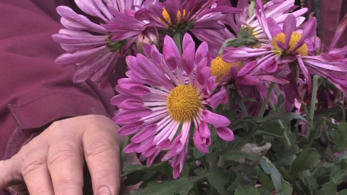 Gardening Tips : How to Grow Annual Chrysanthemum Gardening Tips : How to Grow Annual Chrysanthemum