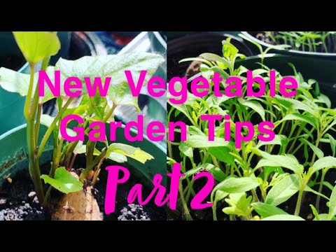 Spring Backyard Vegetable Gardening Tips Part 2 Vlog | FullHappyBelly Spring Backyard Vegetable Gardening Tips Part 2 Vlog | FullHappyBelly
