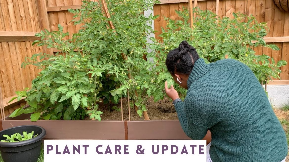 MY VEGETABLE GARDEN JOURNEY AS A FIRST TIME GARDENER -PART 5 | General Plant Care and Update