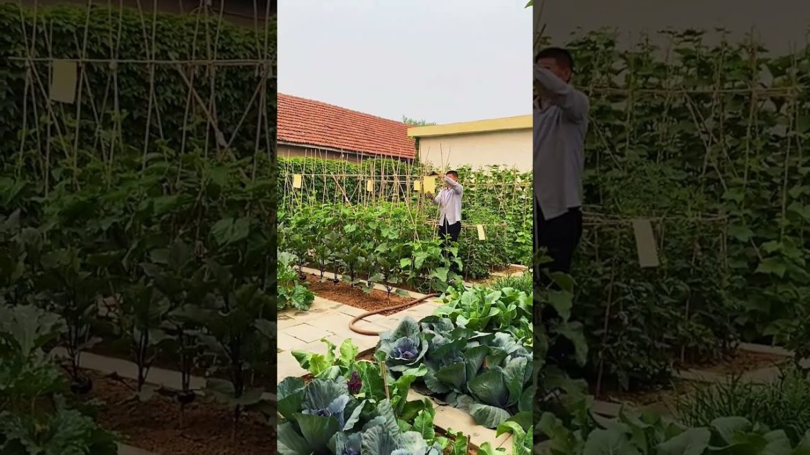 how to growth vegetable /gardening ideas for home how to growth vegetable /gardening ideas for home